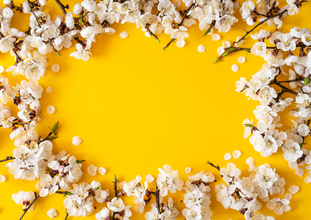 Festive background for spring holidays. Spring flowers on color background. Apricot blossom . Top view. Apricot blossom on a color background. Spring conceptの写真素材