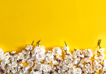 Festive background for spring holidays. Spring flowers on color background. Apricot blossom . Top view. Apricot blossom on a color background. Spring conceptの写真素材
