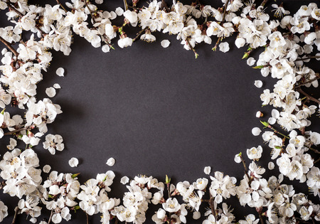 Festive background for spring holidays. Spring flowers on black background. Apricot blossom . Top view. Apricot blossom on a color background. Spring conceptの写真素材
