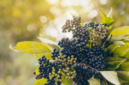 Clusters fruit black elderberry in garden in sun light (Sambucus nigra). elder, black elder, European black elderberry backgroundの写真素材