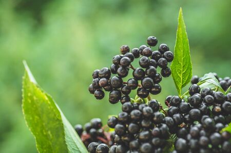 Clusters fruit black elderberry in garden in sun light (Sambucus nigra). elder, black elder,...