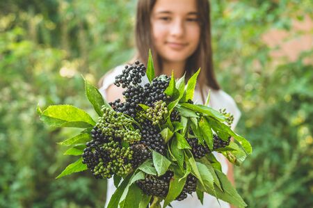 Girl holds in hands clusters fruit black elderberry in garden (Sambucus nigra). Elder, black elder. European black elderberry backgroundの写真素材