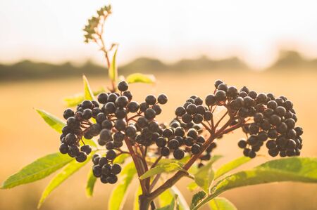 Clusters fruit black elderberry in garden in sun light (Sambucus nigra). elder, black elder, European black elderberry backgroundの写真素材