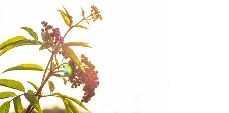 Clusters fruit black elderberry in garden in sun light (Sambucus nigra). elder, black elder, European black elderberry backgroundの写真素材