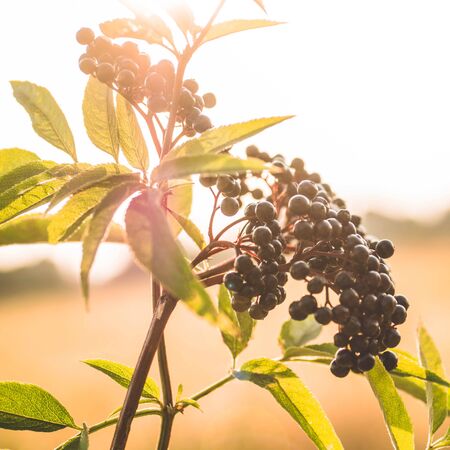Clusters fruit black elderberry in garden in sun light (Sambucus nigra). elder, black elder, European black elderberry backgroundの写真素材