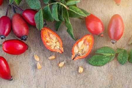 Freshly picked rose hips. Rose hip or rosehip, commonly known as the dog rose (Rosa canina).の写真素材
