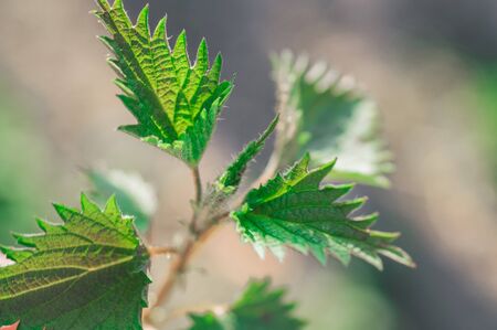 Medicinal herbs or food herbs. Young nettle or common nettle. Perennial flowering plant.