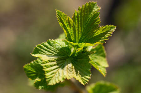 Currant leaves. Spring young leaves of currant. Currant branch with young leaves on a blurry...