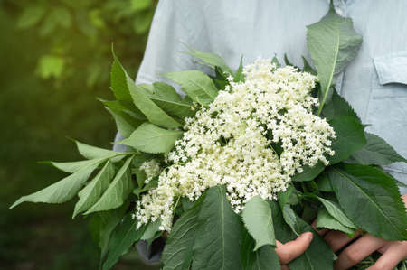 Girl holds in hands elderberry flowers in garden (Sambucus nigra). Elder, black elder flowers. Alternative medicineの写真素材
