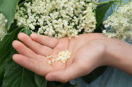 Girl holds in hands elderberry flowers in garden (Sambucus nigra). Elder, black elder flowers. Alternative medicineの写真素材
