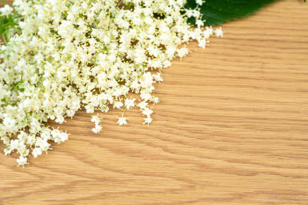 Elderberry flowers on wood background. Alternative medicine, copy space for text or inscription.の写真素材