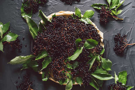Fruit black elderberry on a dark background. (Sambucus nigra). European black elderberry background.の写真素材