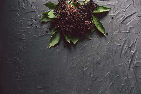 Fruit black elderberry on a dark background. (Sambucus nigra). European black elderberry background.