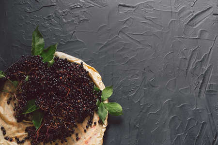 Fruit black elderberry on a dark background. (Sambucus nigra). European black elderberry background.