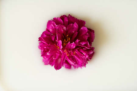 Milk water with pink peony. Beauty spa and wellness treatment with flower petals. Flat lay.の写真素材