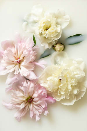 Milk water with peony and petals. Beauty spa and wellness treatment with flower petals. Flat lay.の写真素材