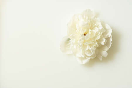 Milk water with white peony. Beauty spa and wellness treatment with flower petals. Flat lay.