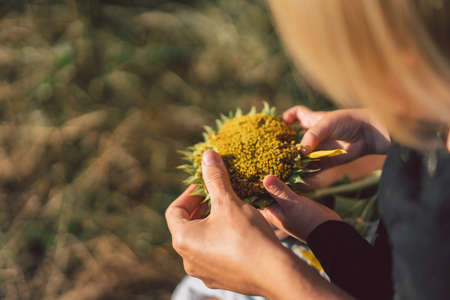 A little girl holds a sunflower in her hands. Sunflower field, agriculture, harvest concept.の写真素材