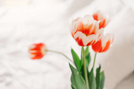 Orange tulips on a white chair in the living room. Spring and Holidays.の写真素材