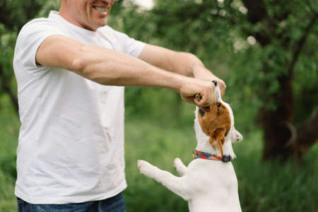Man and dog friendship. Man play Jack Russell Terrier dogs in meadow. Man and Jack Russell Terrier dogs in nature. Beautiful dog.の写真素材