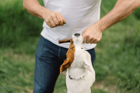 Man and dog friendship. Man play Jack Russell Terrier dogs in meadow. Man and Jack Russell Terrier dogs in nature. Beautiful dog.の写真素材