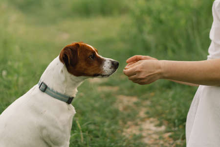 Woman play Jack Russell Terrier dog in meadow. Woman hugging Jack Russell Terrier dog in nature. Beautiful dog. Woman and dog friendship.の写真素材