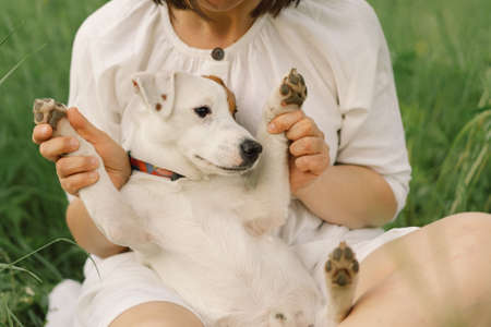 Woman play Jack Russell Terrier dog in meadow. Woman hugging Jack Russell Terrier dog in nature. Beautiful dog. Woman and dog friendship.の写真素材