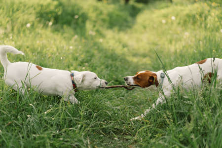 Jack Russell Terrier dogs in meadow. Jack Russell Terrier dogs in nature. Beautiful dog.