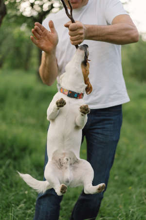 Man and dog friendship. Man play Jack Russell Terrier dogs in meadow. Man and Jack Russell Terrier dogs in nature. Beautiful dog.の写真素材