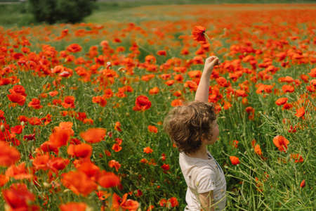 Little Boy plays in a beautiful field of red poppies. People and nature. Rural sceneの写真素材