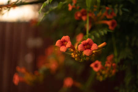 Campsis Flamenco bright orange flowers winding over the fence in greenery.