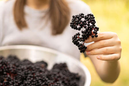 Girl holds in hands clusters fruit black elderberry. Sambucus nigra. Black elder. European black elderberry backgroundの写真素材