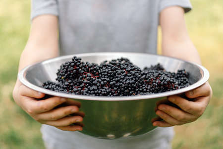 Girl holds in hands clusters fruit black elderberry. Sambucus nigra. Black elder. European black elderberry backgroundの写真素材