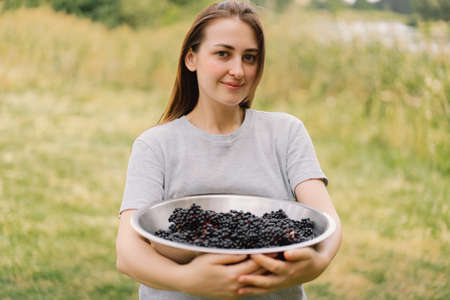 Girl holds in hands clusters fruit black elderberry. Sambucus nigra. Black elder. European black elderberry backgroundの写真素材