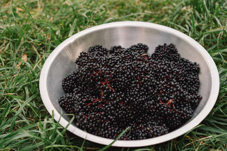 Raw ripe elderberry in a bowl standing on a green grass, top down view. Clusters fruit black...