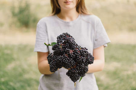 Girl holds in hands clusters fruit black elderberry. Sambucus nigra. Black elder. European black elderberry backgroundの写真素材