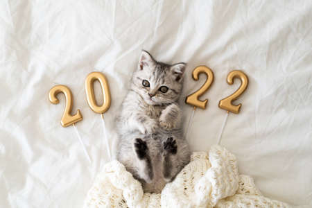 A cute tabby kitten of the sits on a knitted blanket. Good New Year spirit. Happy New Yearの写真素材