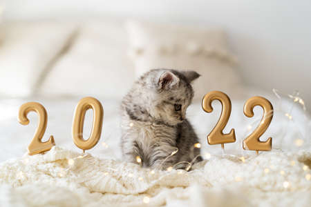 A cute tabby kitten of the sits on a knitted blanket. Good New Year spirit. Happy New Year