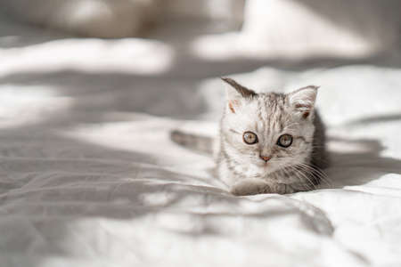 Beautiful portrait of scottish straight kitten on white background. International cat dayの写真素材