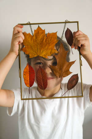 The boy makes a composition with leaves in a glass frame while sitting at home in the kitchen.の写真素材