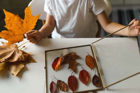 The boy makes a composition with leaves in a glass frame while sitting at home in the kitchen.