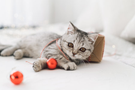 A cute tabby kitten of the Scottish straight cat breed plays with Christmas toysの写真素材