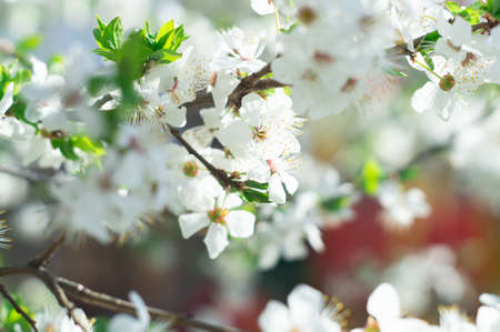 Springtime. Spring blossom background. Beautiful nature scene with blooming tree. Spring flowers