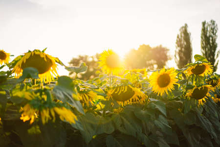 Sunflower field, agriculture, harvest concept. Sunflower seeds, vegetable oil. Wallpaper with sunflower.の写真素材