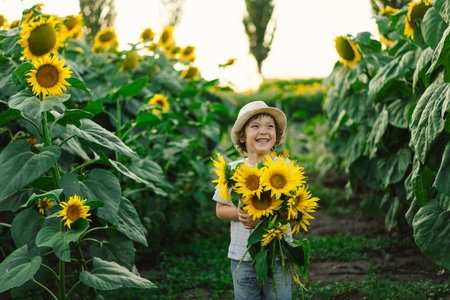 Happy boy walking in field of sunflowers. Child playing with big flower and having fun.の写真素材