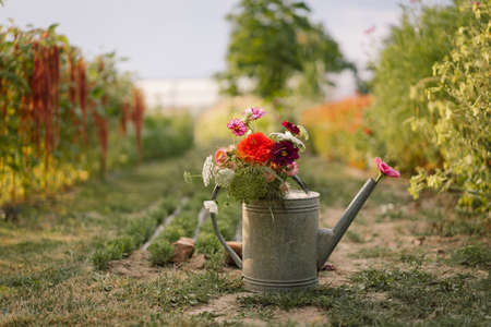 Beautiful bouquet of bright flowers in watering can on flower garden. Gardening concept.の写真素材