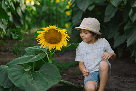 Happy boy walking in field of sunflowers. Child playing with big flower and having fun.の写真素材