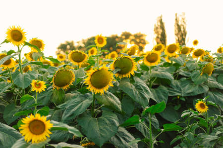Sunflower field, agriculture, harvest concept. Sunflower seeds, vegetable oil. Wallpaper with sunflower.の写真素材
