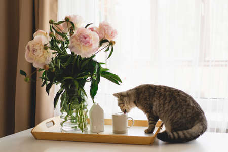 Cute cat of the Scottish straight and vase with bouquet white pink peonies flowers on a tableの写真素材