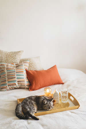 Cute cat of the Scottish straight and Linen pillows on a white bed with home decor.